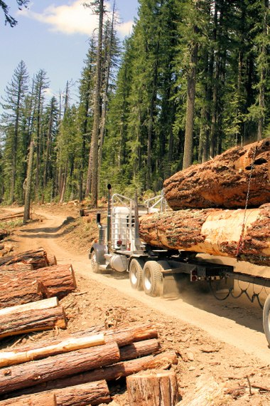 A logging truck on a dirt road curving up through a stand of conifers, cut timber stacked at the roadside.